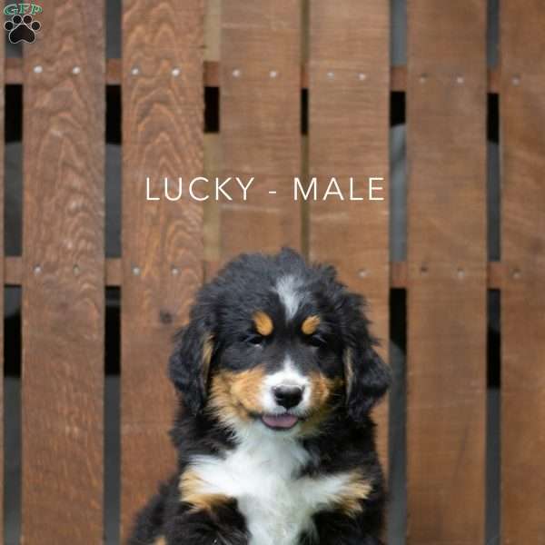 Lucky, Bernese Mountain Dog Puppy